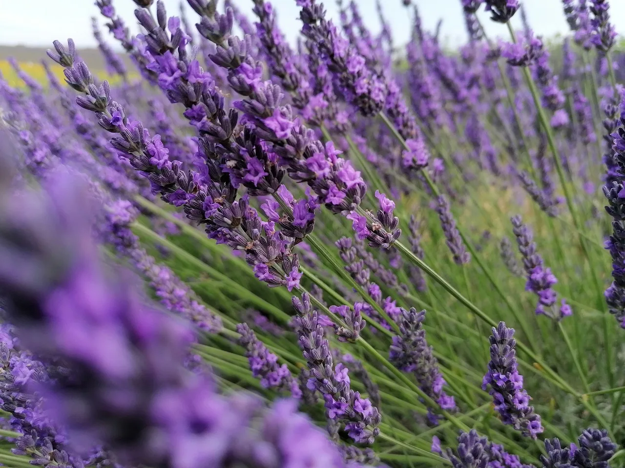 June is the month when the fields of Hvar turn purple due to lavender.