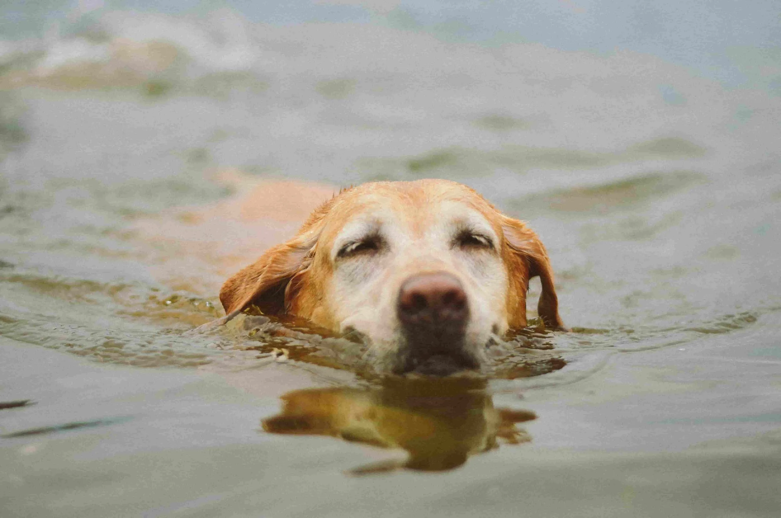 Zlatý retriever pláva vo vode s uvoľneným výrazom tváre, pričom sa jeho odraz zrkadlí na hladine. Jemne zakalená voda a vlny v pozadí vytvárajú upokojujúcu atmosféru.