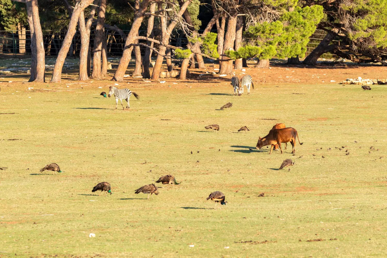 Brijuni safari park with zebras, antelopes, and peacocks on a meadow.