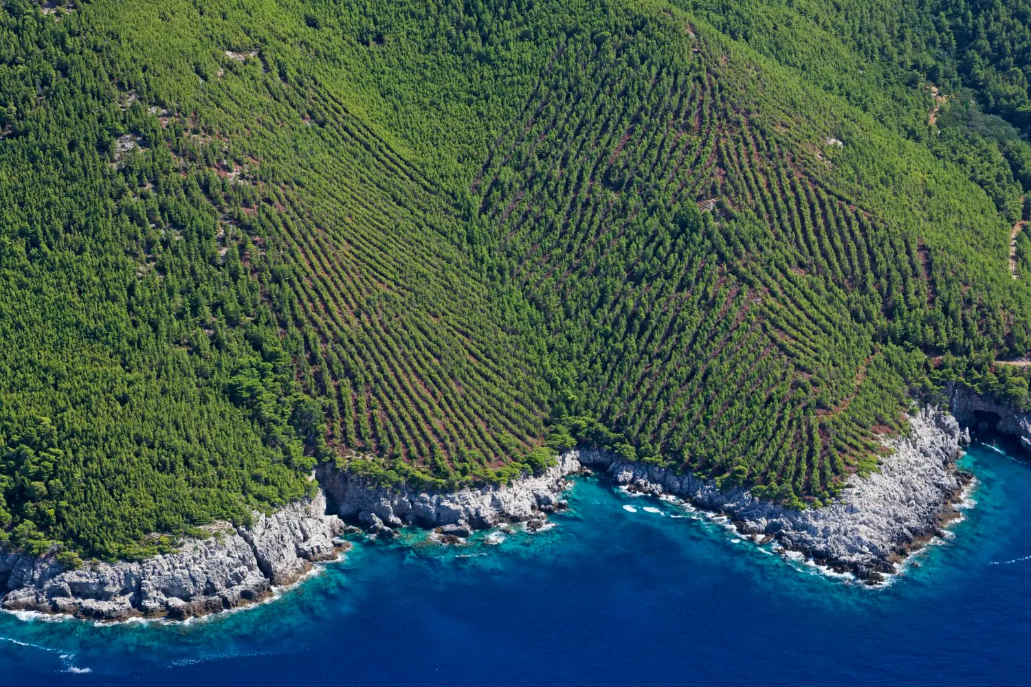 Turquoise sea along Mljet’s coast with pines above the cliffs.