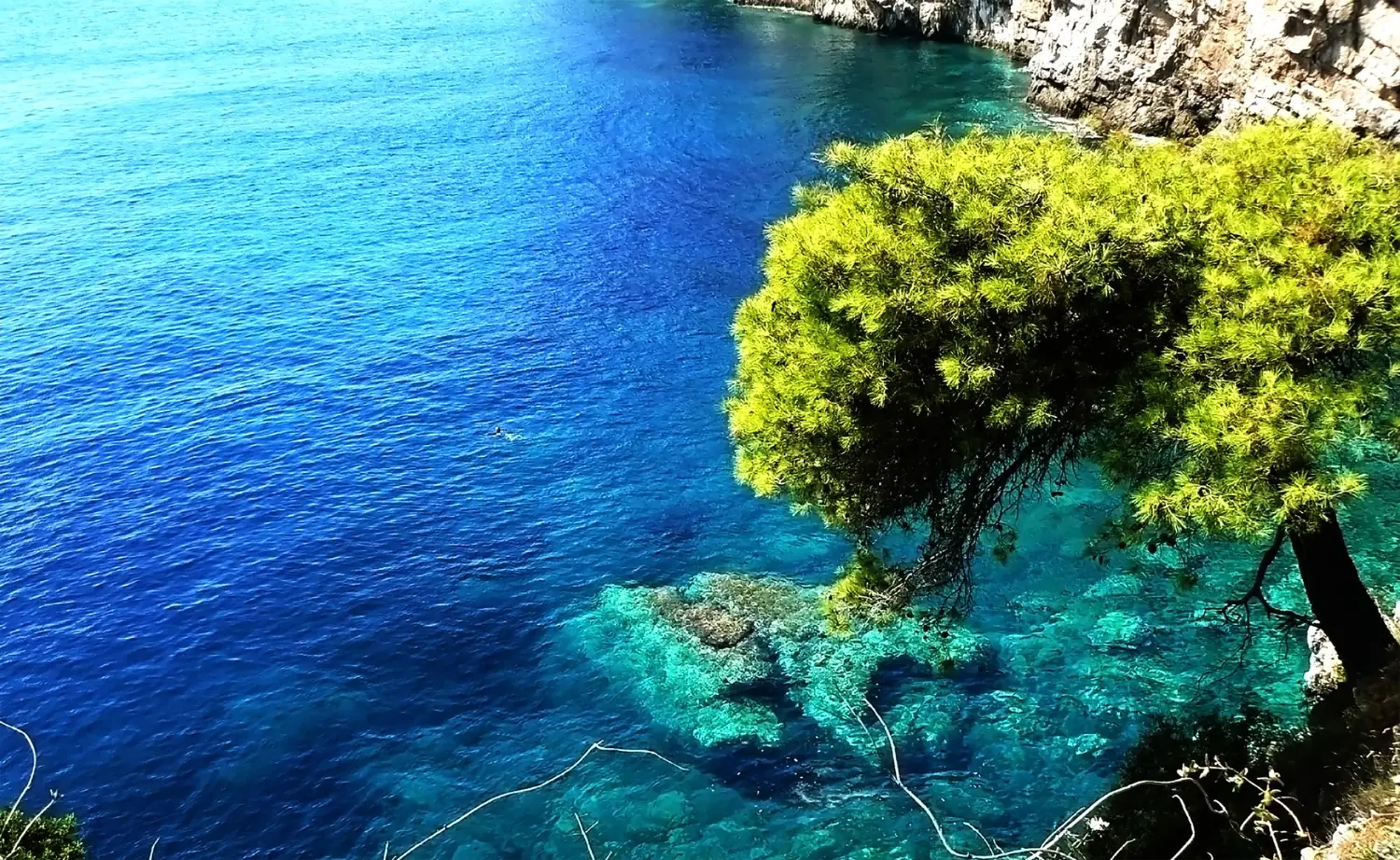 Aerial view of Mljet’s forested coastline and turquoise sea along the cliffs.