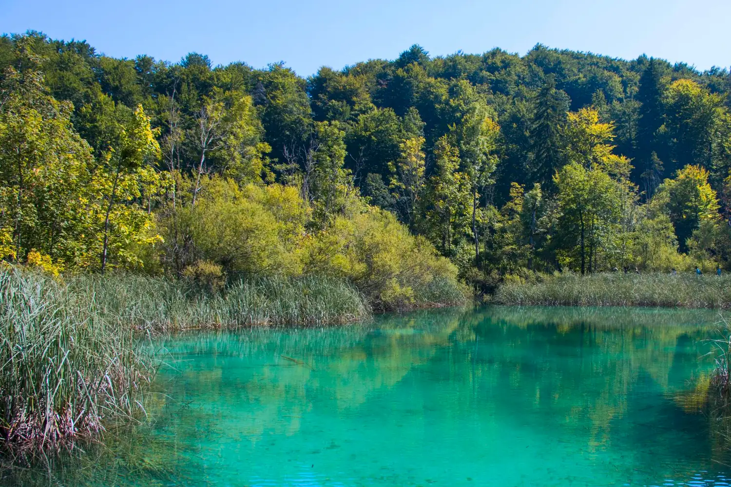 A calm lake by a forest in Plitvice Lakes National Park.