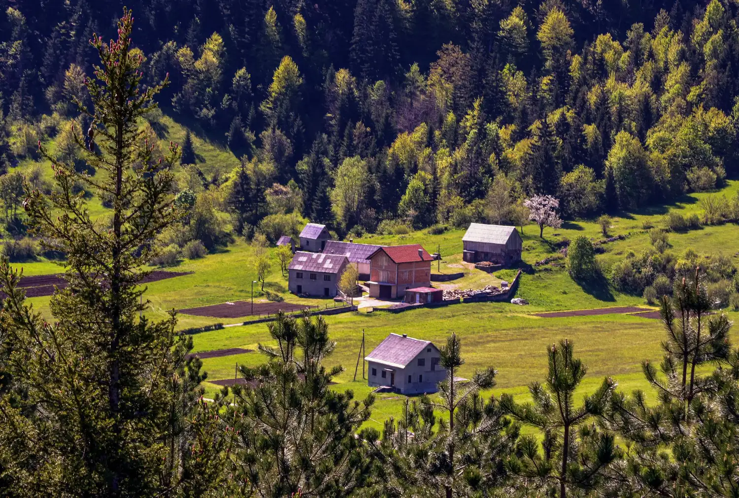 A mountain valley with green meadows and a cluster of houses along the forest edge in the Velebit area.