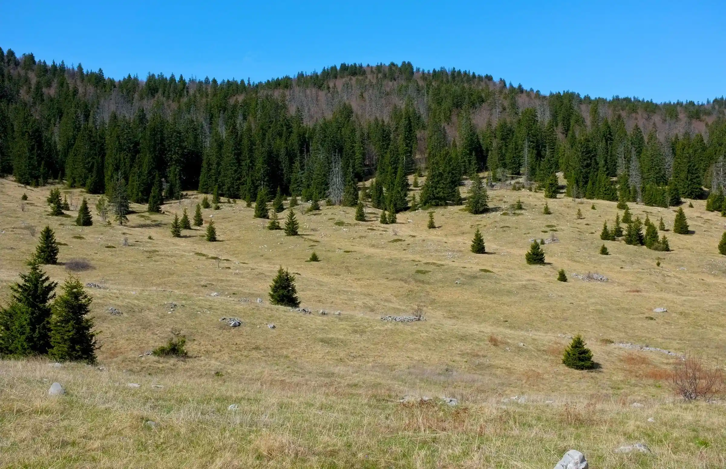 A mountain clearing with scattered conifer trees and forest in the background in the Northern Velebit area.