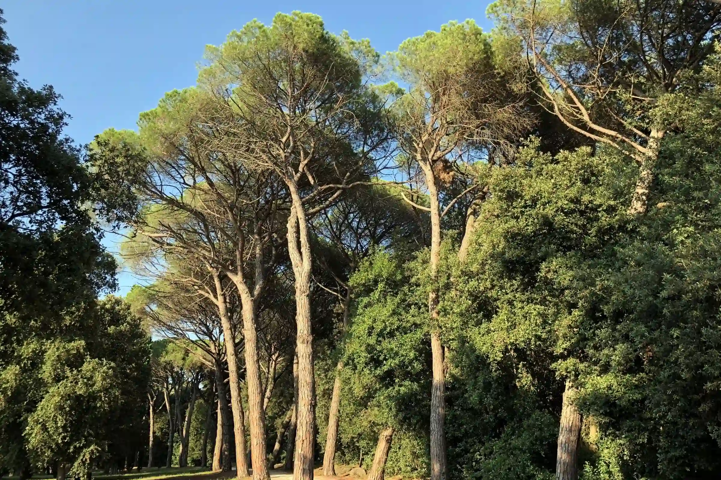 Park-gozd Zlatni rt pri Rovinju